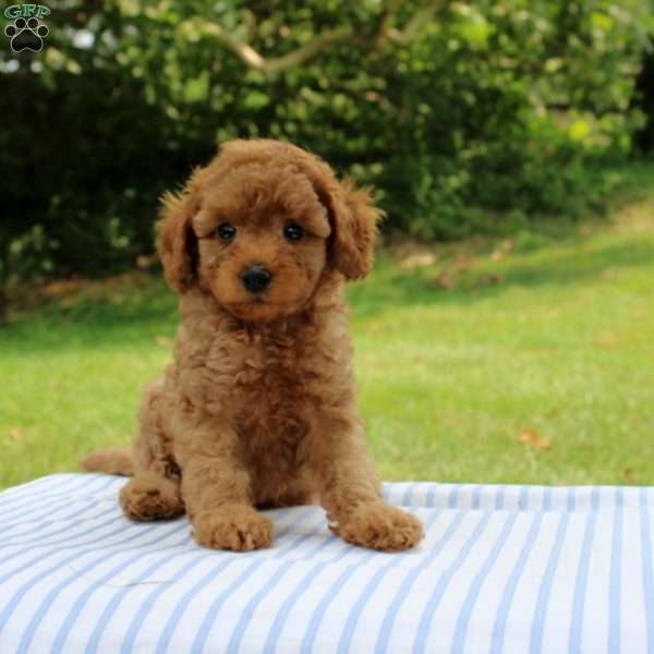 India, Mini Goldendoodle Puppy